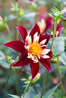 Dahlia 'Chimborazo', a burgundy and cream Collerette dahlia, flowering from August into autumn.