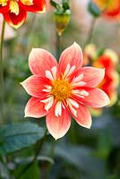 Dahlia 'Rita Shrimpton', a pink and white Collerette dahlia, flowering from August into autumn.