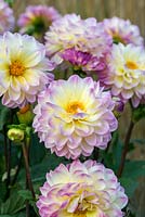 Dahlia 'Opal', a pink blend Waterlily dahlia flowering from late summer until October.