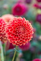 Dahlia 'Hexton Copper', a red Ball dahlia flowering from late summer until October.