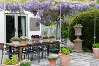 A stone terrace enclosed by the house and giant yew dome is overhung by a pergola bearing Wisteria sinensis, Chinese wisteria. On the dining table are pots of pink diascia and blue petunia.