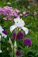 Iris 'English Cottage', tall bearded iris with blue veins, flowering with Allium 'Purple Sensation', aquilegia and thalictrum.