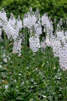 Veronica gentianoides, a mat forming perennial with 10 - 25cm tall spikes of pale blue to white flowers from May.