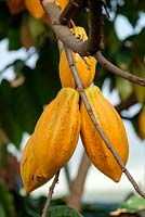 Theobroma cacao, cacao tree, May