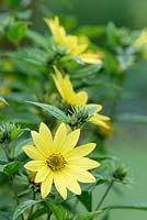 Helianthus 'Lemon Queen', Perennial sunflower, September, Surrey, England, UK