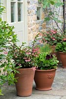 Terracotta pots planted with Begonia and Pelargonium.