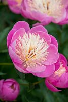 Paeonia 'Bowl of Beauty', an early peony with scented bi-coloured flowers.