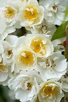 Rosa 'White Flower Carpet', a pure white semi double ground cover rose.