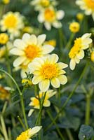 Dahlia 'Lucky Ducky', a miniature anemone-flowered dahlia with a bright yellow pincushion centre surrounded with pale yellow petals.