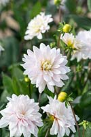 Dahlia 'Silver Years', a small waterlily type dahlia producing pale pink and white flowers.