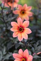 Dahlia 'Happy Single First Love', a single flowered dahlia with dark foliage and pink orange flowers featuring a distinctive red circle around the centre.