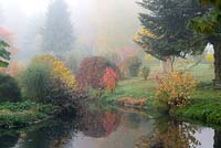 Reflected in the pond, small tupelo in front of weeping birch. Autumn colours from dogwood, grasses, birch and maple.