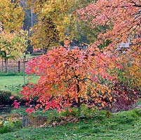 Nyssa sylvatica 'Autumn Cascades', weeping tupelo, has rich red and orange autumn colour.