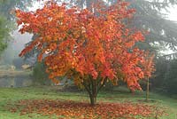 Acer palmatum var heptalobum, maple, has palmate leaves of up to 9 leaflets, turning red and orange in autumn.