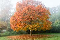 Acer triflorum, three-flower maple, has green spring foliage, turning gold and orange in autumn.