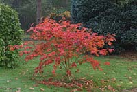 Acer japonicum 'Aconitifolium', downy Japanese maple, has green spring foliage, turning crimson in autumn.