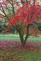 Fallen autumn leaves beneath Acer japonicum 'Laciniatum', downy Japanese maple.