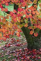 Acer japonicum 'Laciniatum', downy Japanese maple.