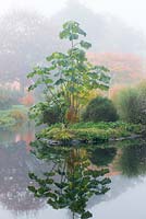 Reflected in pond, Paulownia tomentosa, a foxglove tree, coppiced to encourage fast growth and lots of large leaves.
