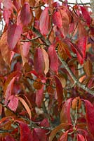Nyssa sinensis, Chinese tupelo, turn deep red in autumn.