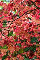 Acer japonicum 'Lacinatum', downy Japanese maple