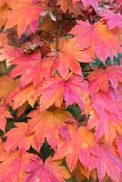 Acer palmatum var heptalobum, maple, has palmate leaves of up to 9 leaflets, turning red and orange in autumn.