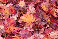 Red and gold autumn leaves beneath Acer japonicum 'Laciniatum', downy Japanese maple.