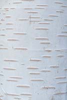 Bark of Betula jacquemontii, silver birch, a deciduous tree.