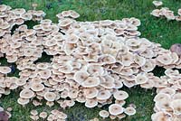 Armillaria - Honey fungus is the common name given to several different species of Armillaria that kill trees and plants.