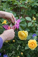 Gardener deadheading roses - May - Oxfordshire