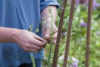 Lathyrus odoratus - Gardener tying up sweet peas to bamboo canes - June - Oxfordshire