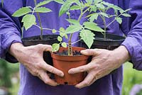 Solanum lycopersicum - Gardener carrying tomato plants in pots - May - Oxfordshire