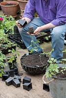 Solanum pimpinellifolium - Gardener planting currant tomato plants in a hanging basket - May - Oxfordshire