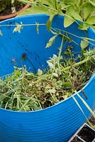 Gardening trug with cleared weeds - June - Oxfordshire