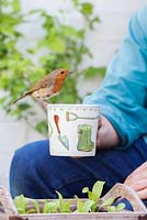 Erithacus rubecula - Robin on a gardeners mug - May -  Oxfordshire