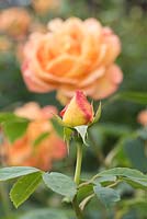Rosa 'Lady of Shalott' - English Rose bud - May -  Oxfordshire