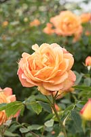 Rosa 'Lady of Shalott' - English Rose  - May - Oxfordshire