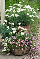 In front of pot of marguerites, a basket planted with pink Diascia barberae 'Light Pink', white verbena and Brachyscome 'Billabong Mauve Delight'.