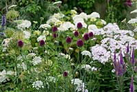 A colourful summer border with drumstick alliums, wild carrot, phlox and veronicastrum.