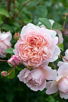 Rosa 'Wildeve', a David Austin English rose with fragrant, perfectly quartered rosettes.