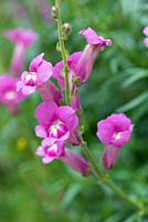 Antirrhinum 'Pretty in Pink', a perennial snapdragon with long flowering rich pink blooms.