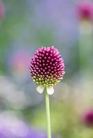 Allium sphaerocephalon, drumstick allium, a tall allium bulb with drumstick shaped flowers.