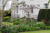 A country house in spring with trained Wisteria sinensis and colourful borders of Tulipa 'Rosalie', 'Queen of Night', 'Tres Chic', 'Barcelona', 'Douglas Bader' and 'Merlot'.