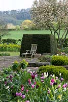 A country garden with a view of Clytha hill beyond yew topiary and spring border of Tulipa 'Florosa', 'Tres Chic', 'Black Parrot' and 'Rosalie'.