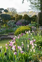 A country garden with a mixed bed of Tulipa 'Queen of Night', 'Douglas Bader', Angelique, 'Violet Beauty' and 'Merlot'.