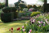 A formal country garden with yew, box and osmanthus topiary, and a mixed bed of Tulipa 'Queen of Night', 'Douglas Bader', Angelique, 'Violet Beauty' and 'Merlot'.