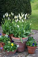 Terracotta containers planted with Tulipa 'Triumphator', Tulipa 'Tres Chic' and Violas.