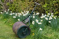A vintage garden roller alongside a naturalised bed of Narcissi.