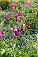 A harmonious spring combination of pink, purple and white tulips underplanted with forget me nots. In the foreground: Tulipa 'Merlot'.