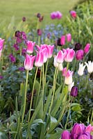 Tulipa 'Florosa', a viridiflora tulip with bicoloured pink and white petals,